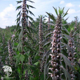 Пустырник Самарский