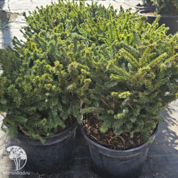 Ель обыкновенная Пумила Нигра