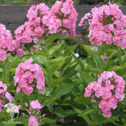 Флокс метельчатый Мадам Клико