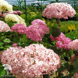 Гортензия древовидная Эко Пинк Пафф