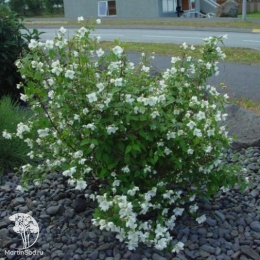 Чубушники гибридный Лемуана