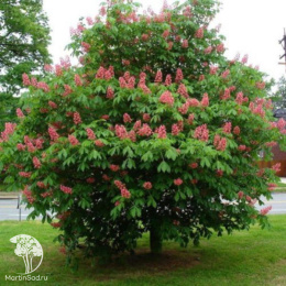 Каштан конский мясо-красный Бриотти на штамбе