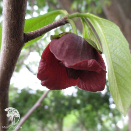 Азимина трехлопастная Санфлауэр