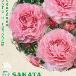 Лютик (Ранункулюс) Цветущая долина розовая F1, серия Эксклюзив Саката