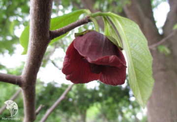 Фото Азимина трехлопастная Санфлауэр