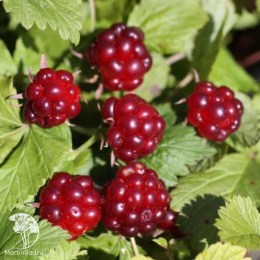 Княженика Элпе