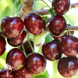 Черешня гибрид Ипуть + Чудо-вишня