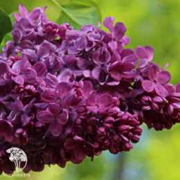 Сирень Маршал Соколовский