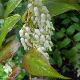 Леукотоэ Дефонтена Рэйнбоу