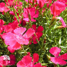 Гвоздика травянка Бриллиант, серия Альпийская горка