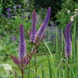 Вероникаструм виргинский Фасцинейшн