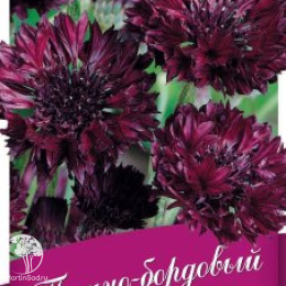 Василек Темно-бордовый,  серия Блэк