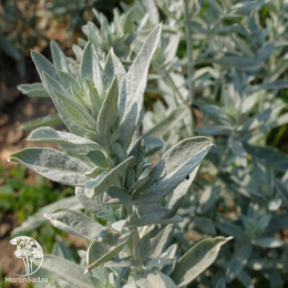 Полынь Пурша