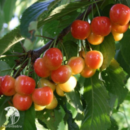 Черешня гибрид Брянская розовая + Ленинградская Чёрная