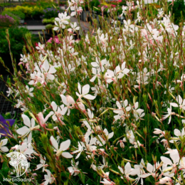 Гаура Линдхаймера Гамбит Уайт