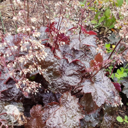 Сверхвыгодный микс! Гейхера Рейчел + Гейхера Бинош + Гейхера Палас Пурпл