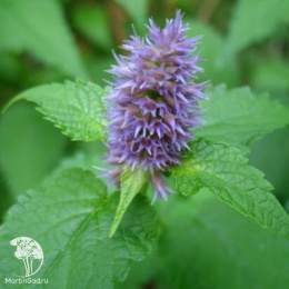 Многоколосник фенхельный