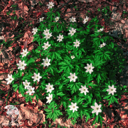 Анемона (Ветреница) канадская