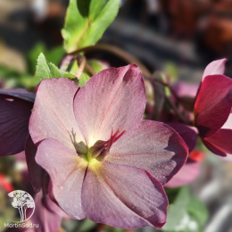 Морозник Айс эн Роузес Роуз