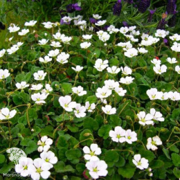 Аистник Бишопс Вайт