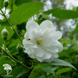 Чубушник венечный Вирджиналь