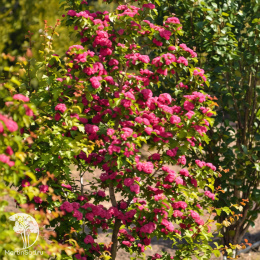 Боярышник средний Рубра Плена на штамбе