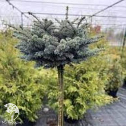 Лиственница американская Американ Пай на штамбе