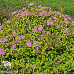 Спирея японская Мерло Голд