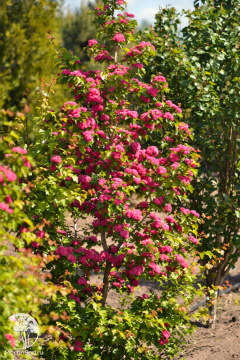 Фото Боярышник средний Рубра Плена на штамбе