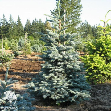 Фото  Пихта нумидийская Глаука