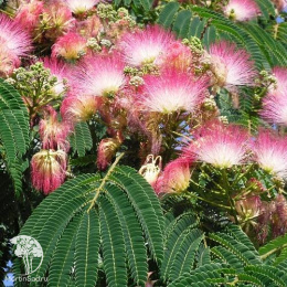 Альбиция Помпадур