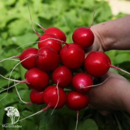 Редис Мечта Алисы  F1