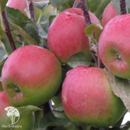 Яблоня Былина