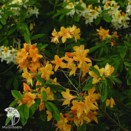 Азалия Голден Лайтс