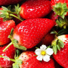 Клубника Гаригуэтта фото 2 