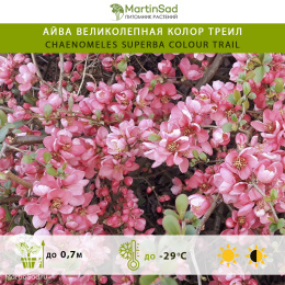 Айва великолепная Колор Треил