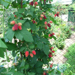 Малиновое дерево Крепыш