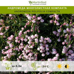 Андромеда многолистная Компакта