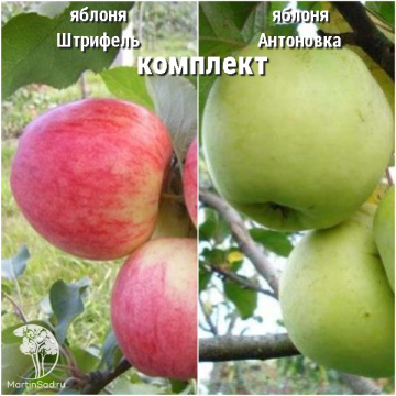 Фото Сверхвыгодный комплект! Яблоня Штрифель + опылитель яблоня Антоновка