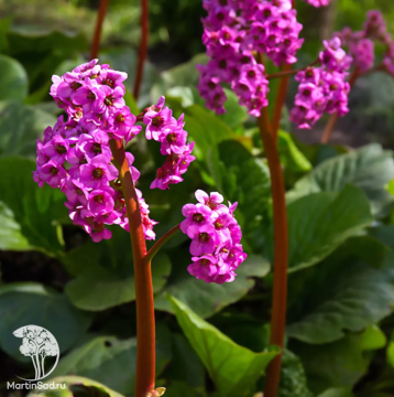 Фото Бадан сердцелистный Эроика