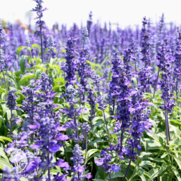 Иссоп лекарственный синий