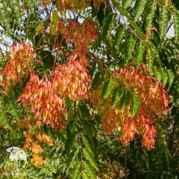 Ясень китайский Эммас Голд на штамбе