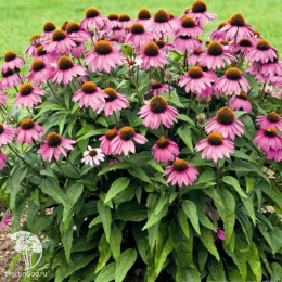 Эхинацея пурпурная
