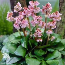 Бадан гибридный Бэби Долл