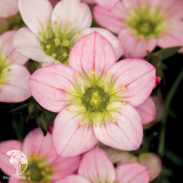 Камнеломка Алпина Эрли Меджик Салмон