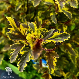 Пузыреплодник калинолистный Мозаика