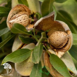 Миндаль Бумажный