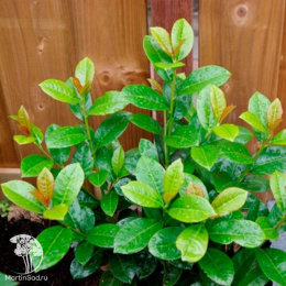 Лавровишня обыкновенная Ани