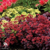 Седум (очиток) гибридный Десерт Блэк фото 1 