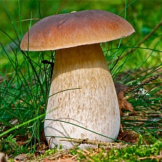Фото Мицелий Белый гриб Дубовый на зерновом субстрате
